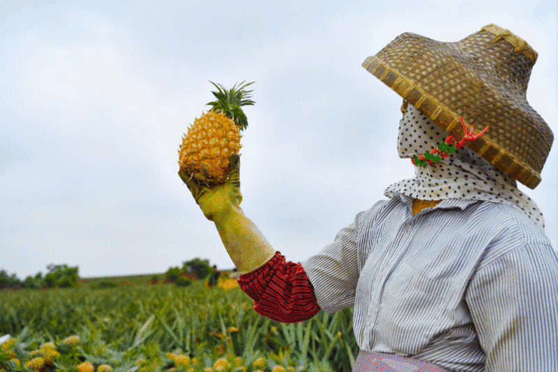 菠萝如蜜爱心满溢徐闻菠萝文化节本周末欢乐启幕